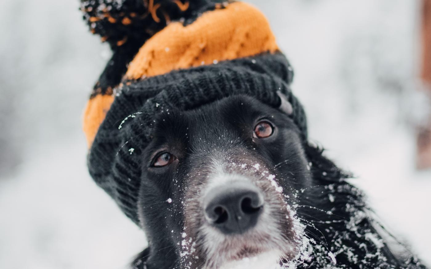adult short-coated dog sitting snow while wearing orange and black hat by Tadeusz Lakota courtesy of Unsplash.