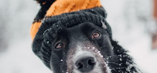 adult short-coated dog sitting snow while wearing orange and black hat by Tadeusz Lakota courtesy of Unsplash.